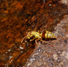 Ropalidia romandi