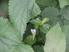 Commelina