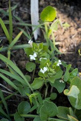 Dyschoriste burchellii