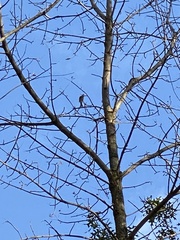 Setophaga coronata