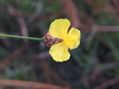 Xyris elliottii