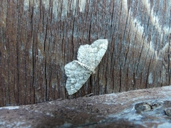Hypagyrtis piniata