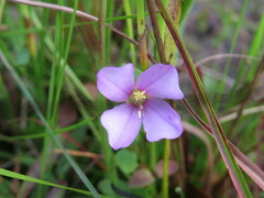 Rhexia nuttallii