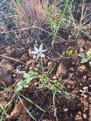 Narcissus deficiens