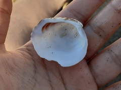 Glycymeris glycymeris