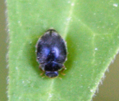 Stethorus