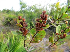 Lyonia fruticosa