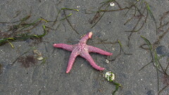 Pisaster brevispinus