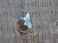 Hypagyrtis piniata