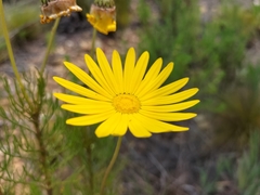 Ursinia
