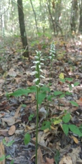 Spiranthes ovalis
