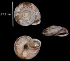 Helicigona lapicida