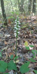Spiranthes ovalis