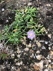 Spergularia rupicola