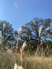 Bothriochloa barbinodis