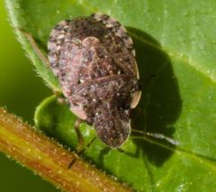Sciocoris sideritidis