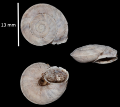 Helicigona lapicida