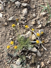 Thymophylla pentachaeta