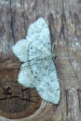 Hypagyrtis piniata
