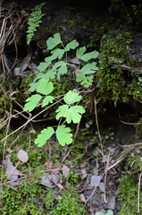 Aquilegia canadensis