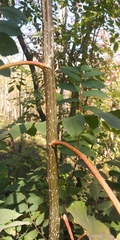Populus heterophylla