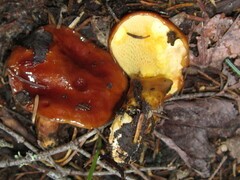 Suillus clintonianus