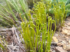 Schizaea pectinata