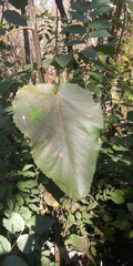 Populus heterophylla