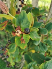 Hypericum androsaemum