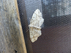 Hypagyrtis piniata