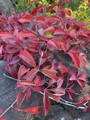 Parthenocissus