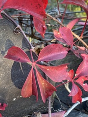 Parthenocissus