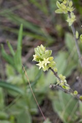 Eriosemopsis subanisophylla