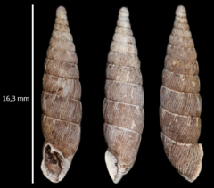 Laciniaria plicata