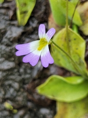 Pinguicula hirtiflora