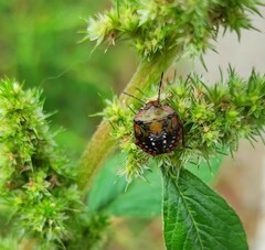 Nezara viridula