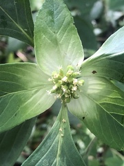 Euphorbia schiedeana