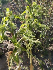 Bipinnula plumosa