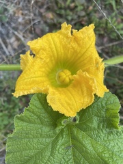 Cucurbita pepo