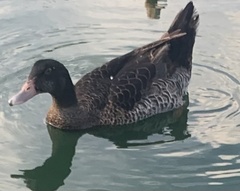 Anas platyrhynchos × Cairina moschata