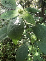 Euphorbia schiedeana
