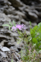 Centaurea stoebe