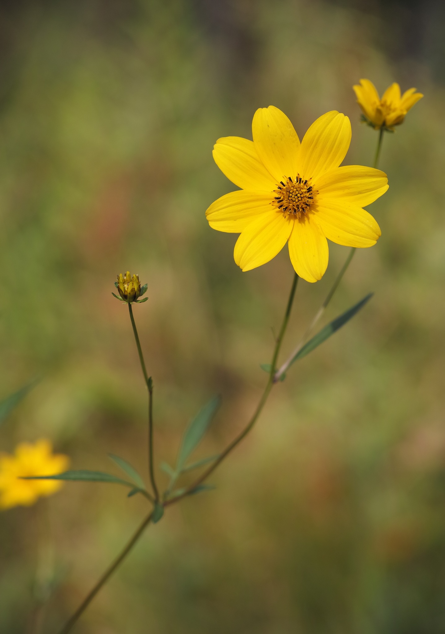 Bidens trichosperma