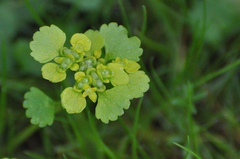 Chrysosplenium oppositifolium