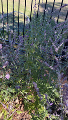 Salvia yangii