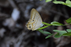 Lethe syrcis