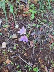 Colchicum cupanii