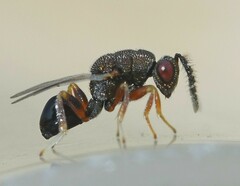 Eurytomidae