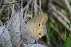 Lethe syrcis