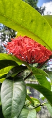 Ixora coccinea